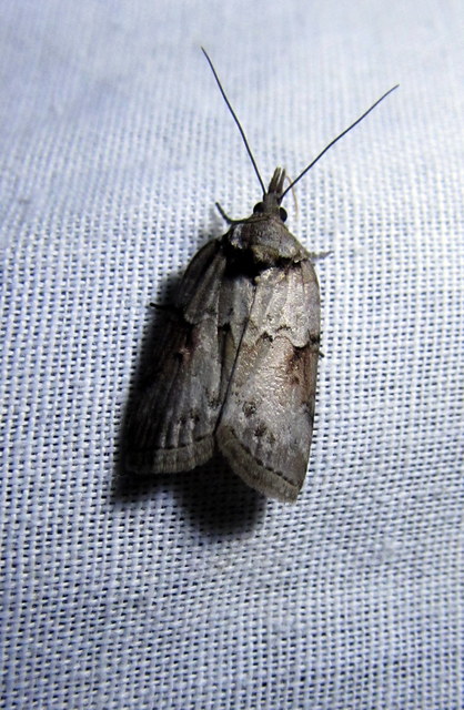 Nycteola asiatica - nyárfa-trapézbagoly