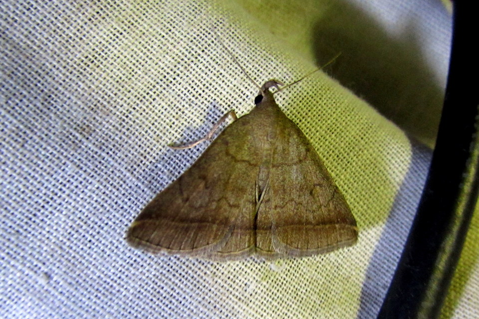 Zanclognatha lunalis - pelyheslábú karcsúbagoly