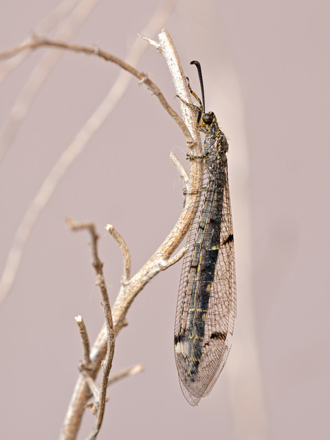 Distoleon tetragrammicus - négyfoltos hangyaleső