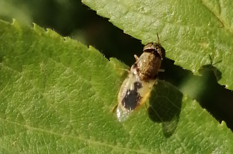 Oplodontha viridula - zöld zömöklégy