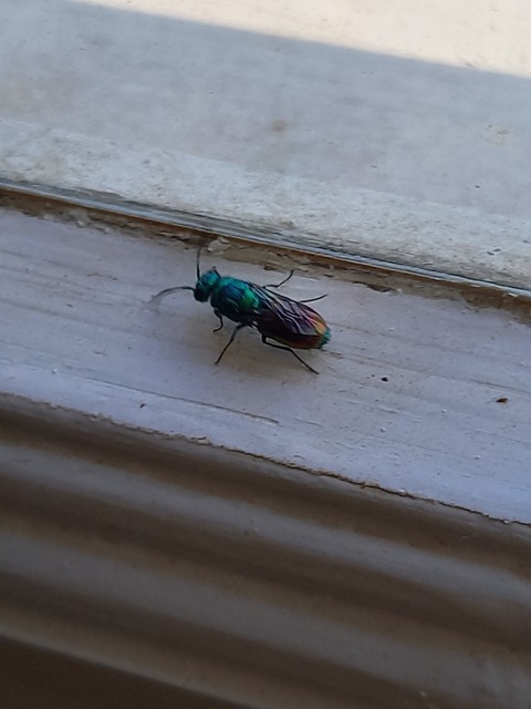 Chrysis taczanovskii
