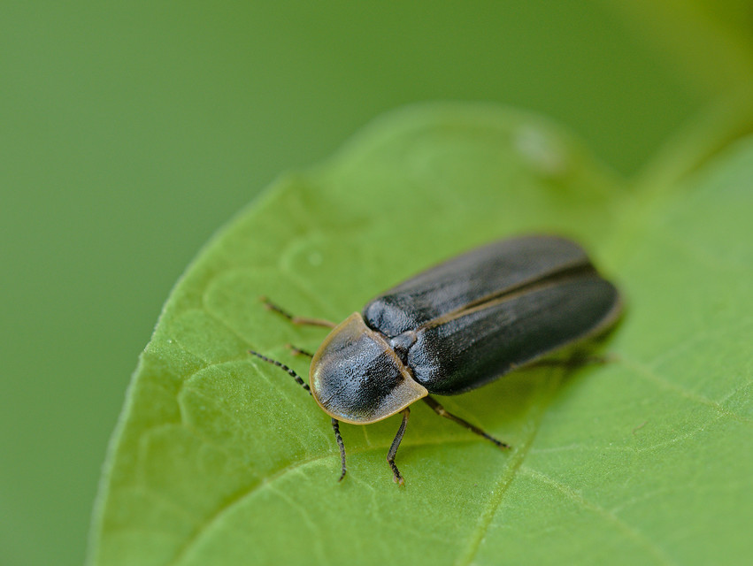 Lampyris noctiluca - nagy szentjánosbogár