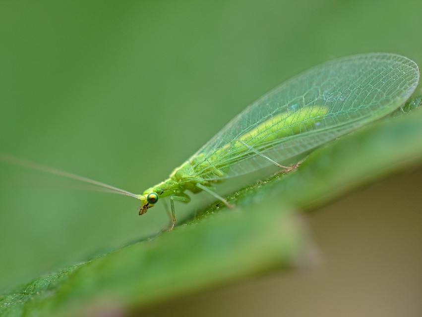 Chrysopidae - zöldfátyolkák