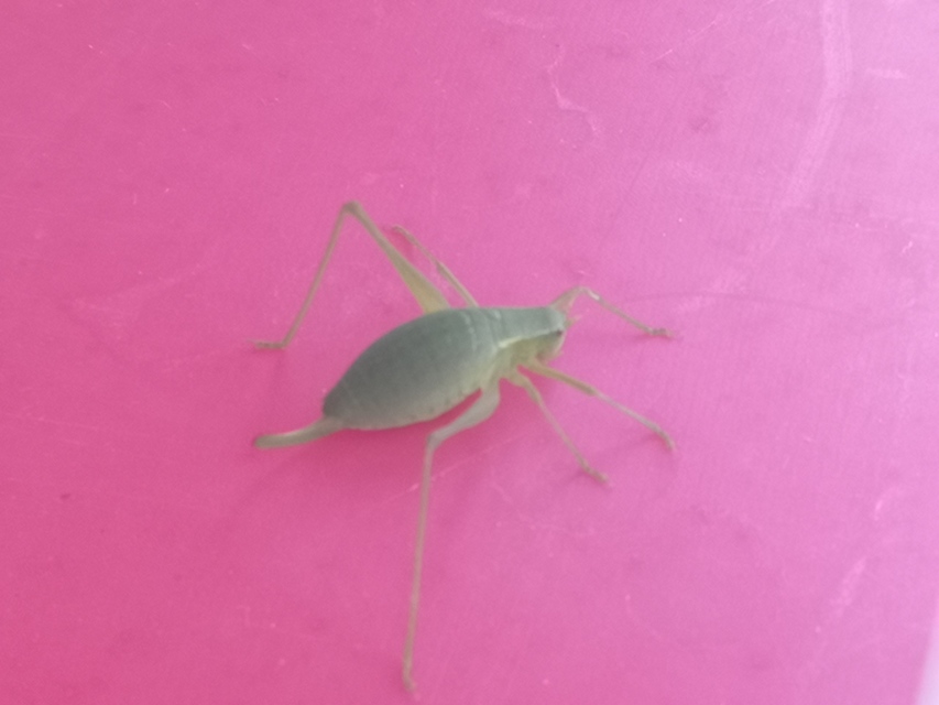Isophya kraussii - erdei tarsza
