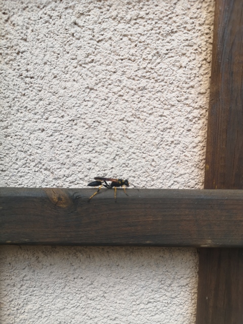 Sceliphron caementarium - feketenyelű lopódarázs