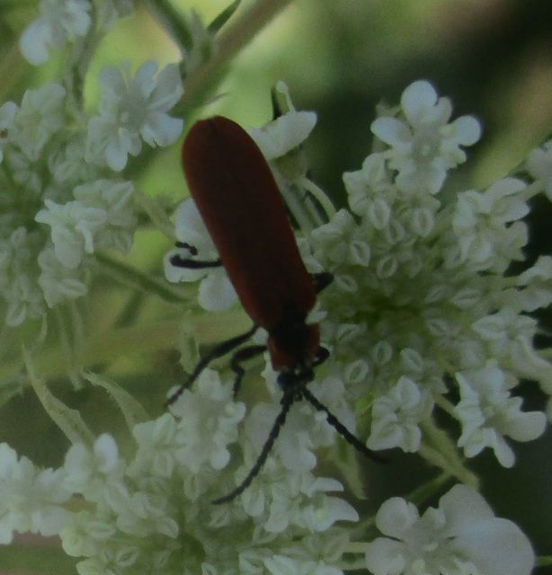 Lycidae - hajnalbogárfélék