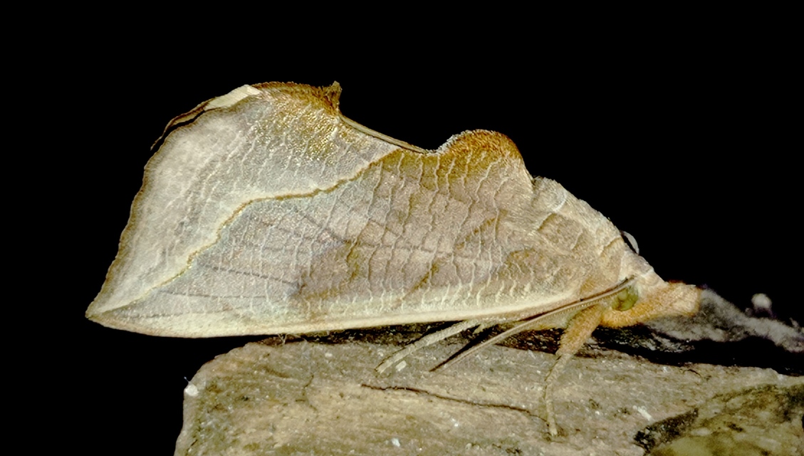 Calyptra thalictri - öblösszárnyú bagoly