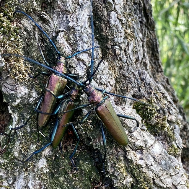 Aromia moschata - pézsmacincér