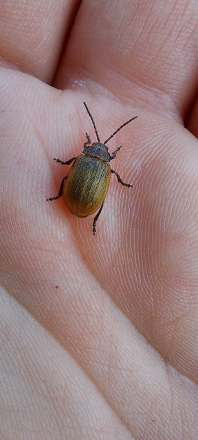 Galeruca pomonae - barna olajosbogár