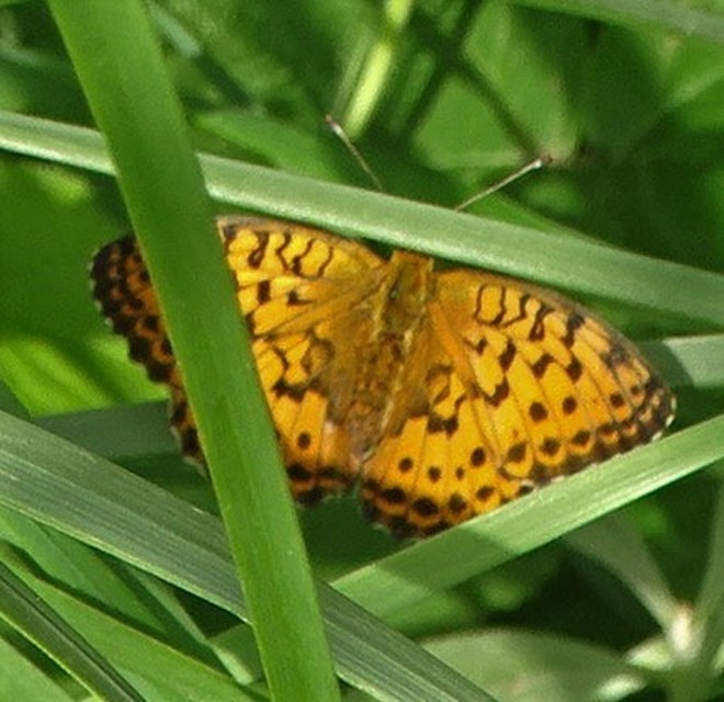 Brenthis daphne - málna-gyöngyházlepke