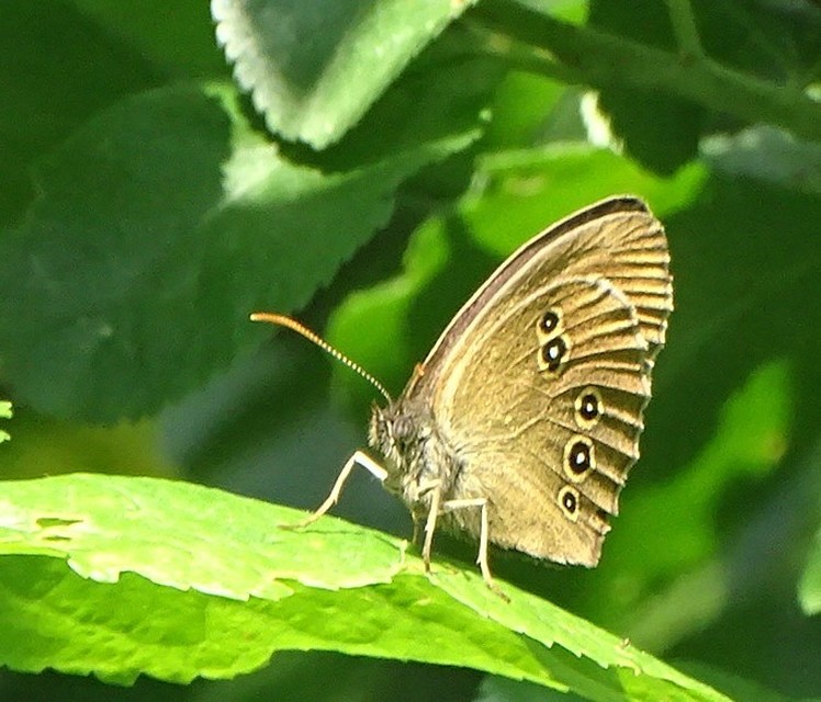 Aphantopus hyperanthus - közönséges ökörszemlepke