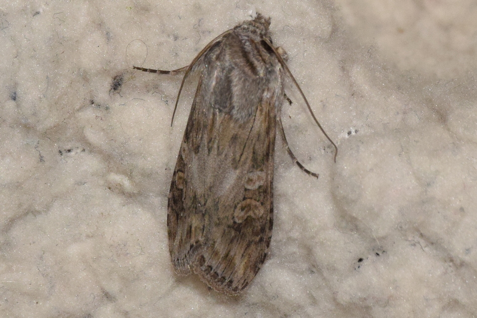 Cucullia artemisiae - feketeüröm-csuklyásbagoly