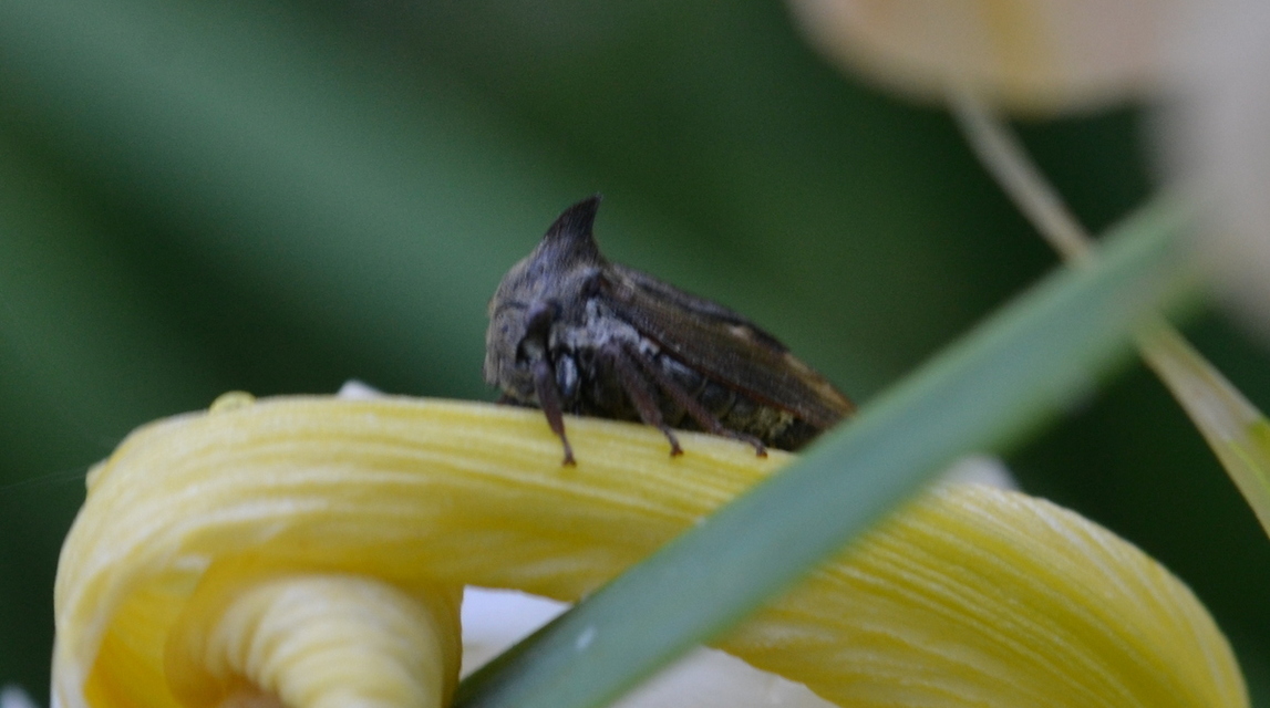 Centrotus cornutus - szarvaskabóca