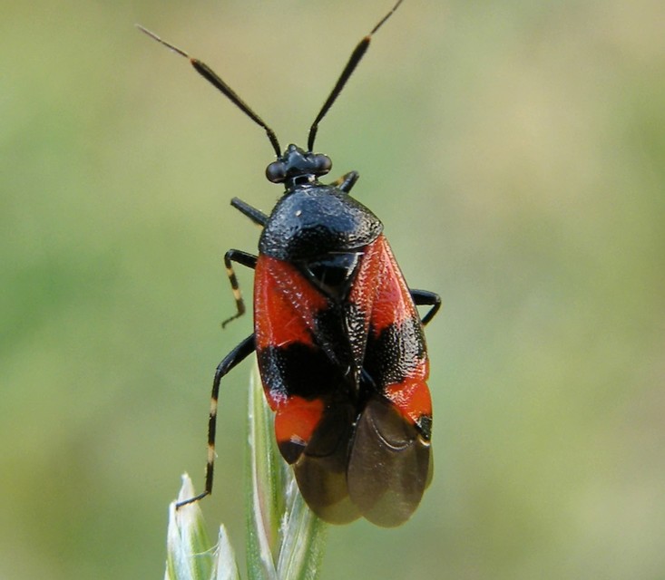 Heteroptera - Poloskák