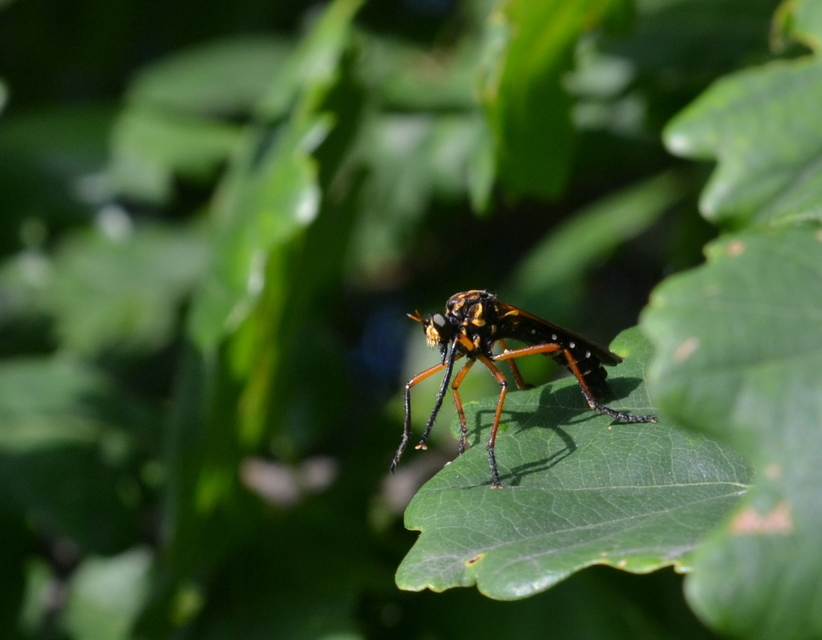 Molobratia teutonus