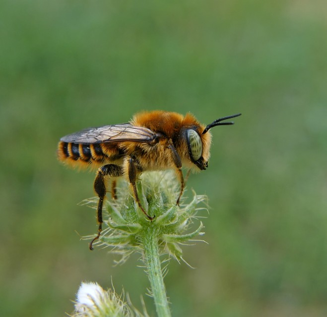 Hymenoptera - Hártyásszárnyúak