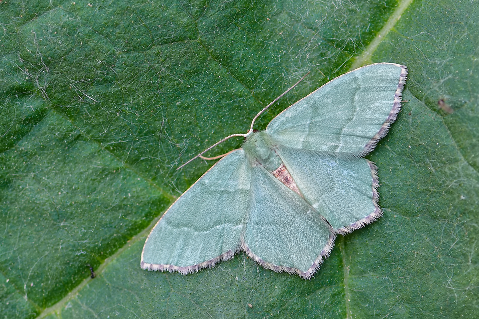 Hemithea aestivaria - nyír-zöldaraszoló