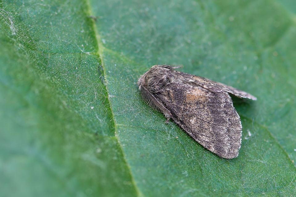 Gluphisia crenata - kormos púposszövő