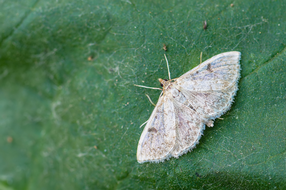 Anania perlucidalis - lápréti tűzmoly