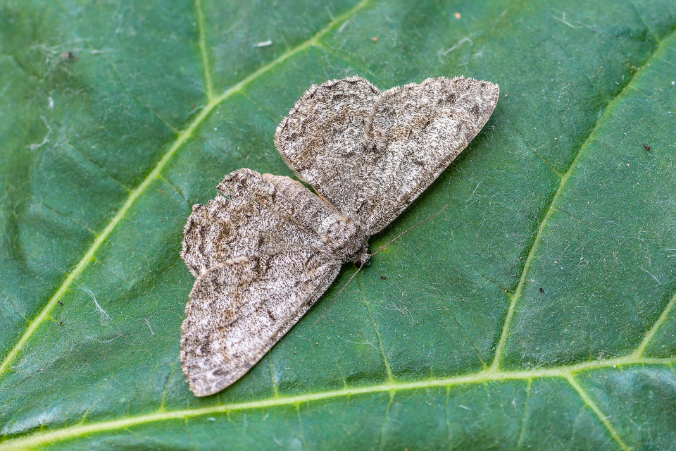Ectropis crepuscularia - avararaszoló
