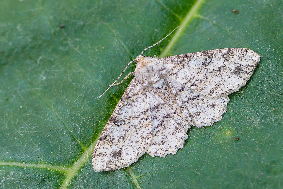 Ascotis selenaria - holdas faaraszoló