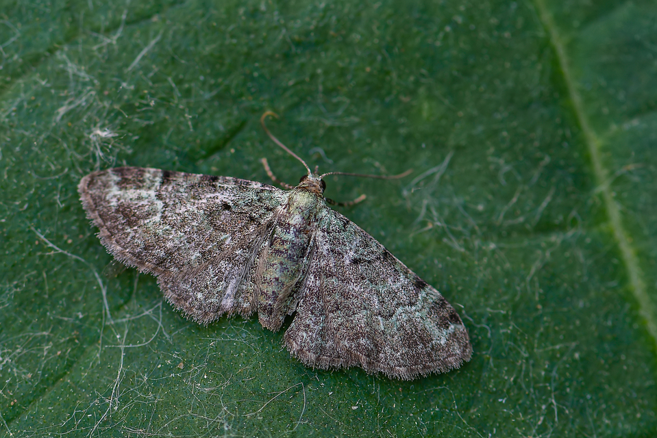 Pasiphila rectangulata - almavirág-araszoló