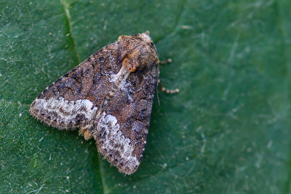 Oligia strigilis - kormos dudvabagoly