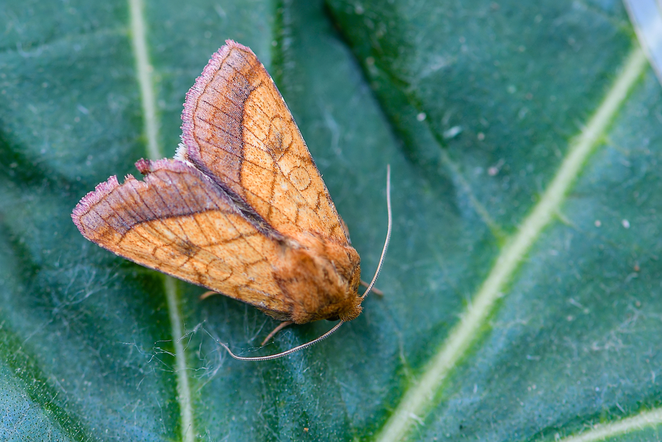 Pyrrhia umbra - iglicebagoly