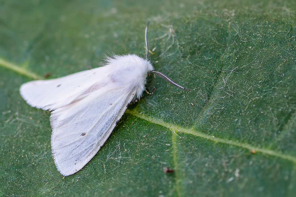 Hyphantria cunea - amerikai fehér medvelepke
