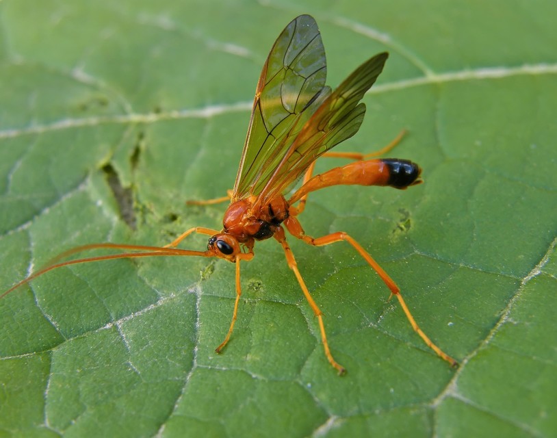 Hymenoptera - Hártyásszárnyúak