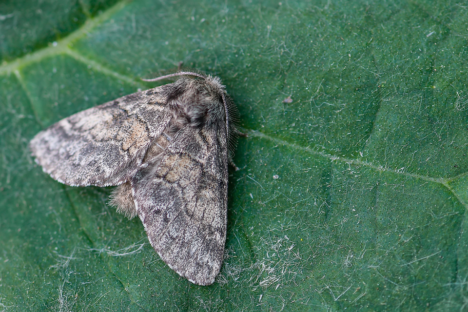 Gluphisia crenata - kormos púposszövő