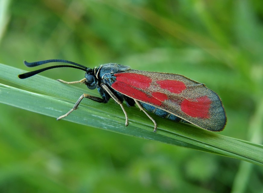 Zygaena loti - közönséges csüngőlepke