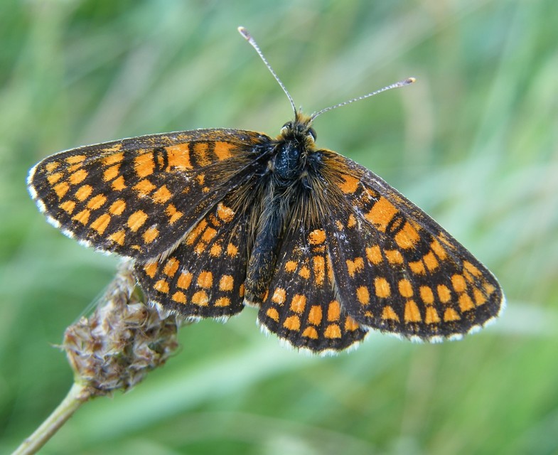 Melitaea britomartis - barnás tarkalepke