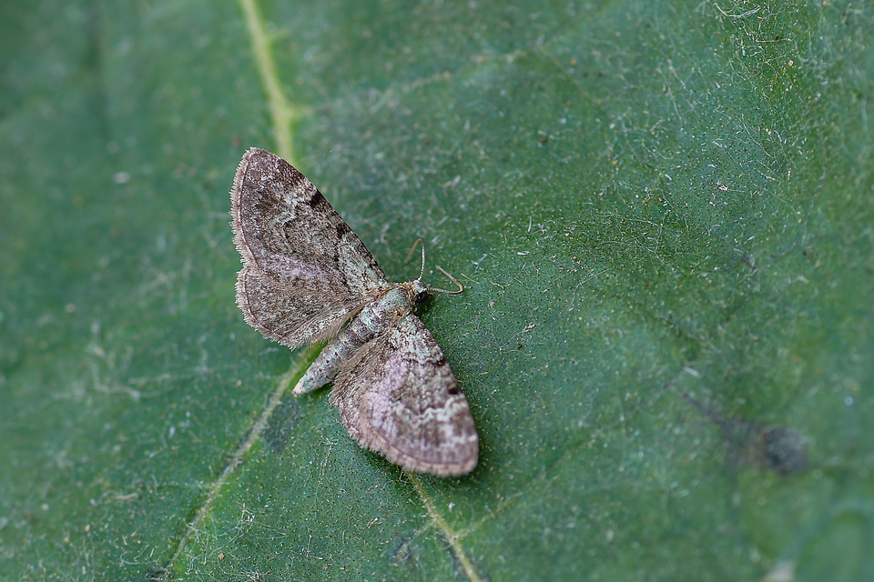 Pasiphila rectangulata - almavirág-araszoló