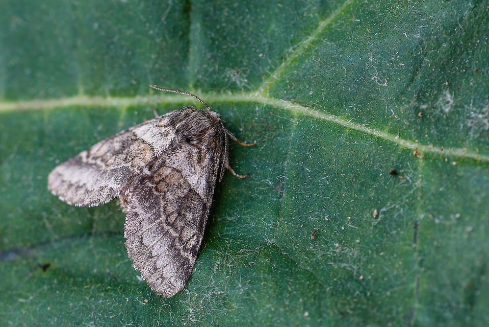 Gluphisia crenata - kormos púposszövő