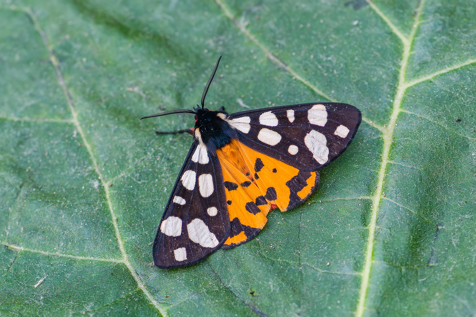 Arctia villica - fekete medvelepke