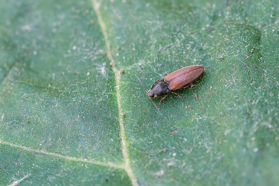 Elateridae - pattanóbogárfélék