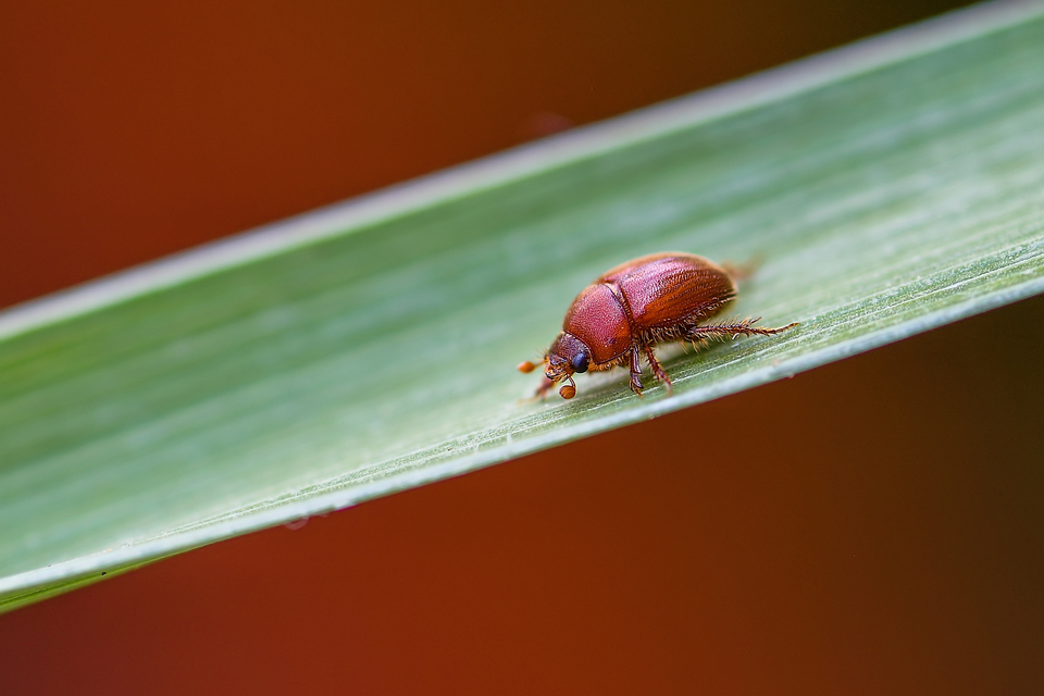 Ochodaeus chrysomeloides - alkonyati homoktúróbogár Ochodaeus chrysomeloides - alkonyati homoktúróbogár