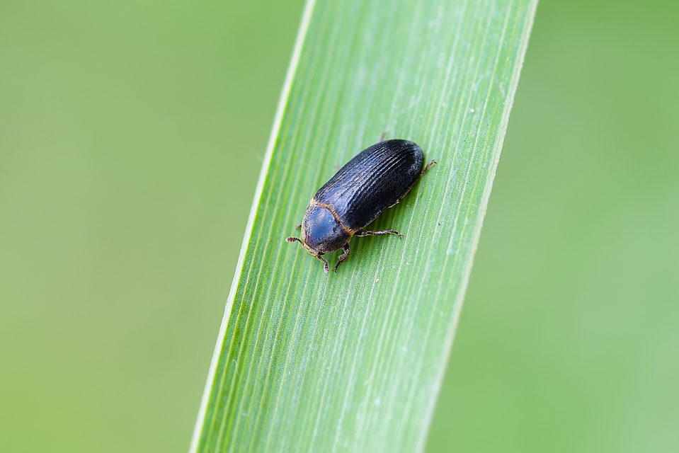 Dermestes bicolor - fészeklakó porva Dermestes bicolor - fészeklakó porva