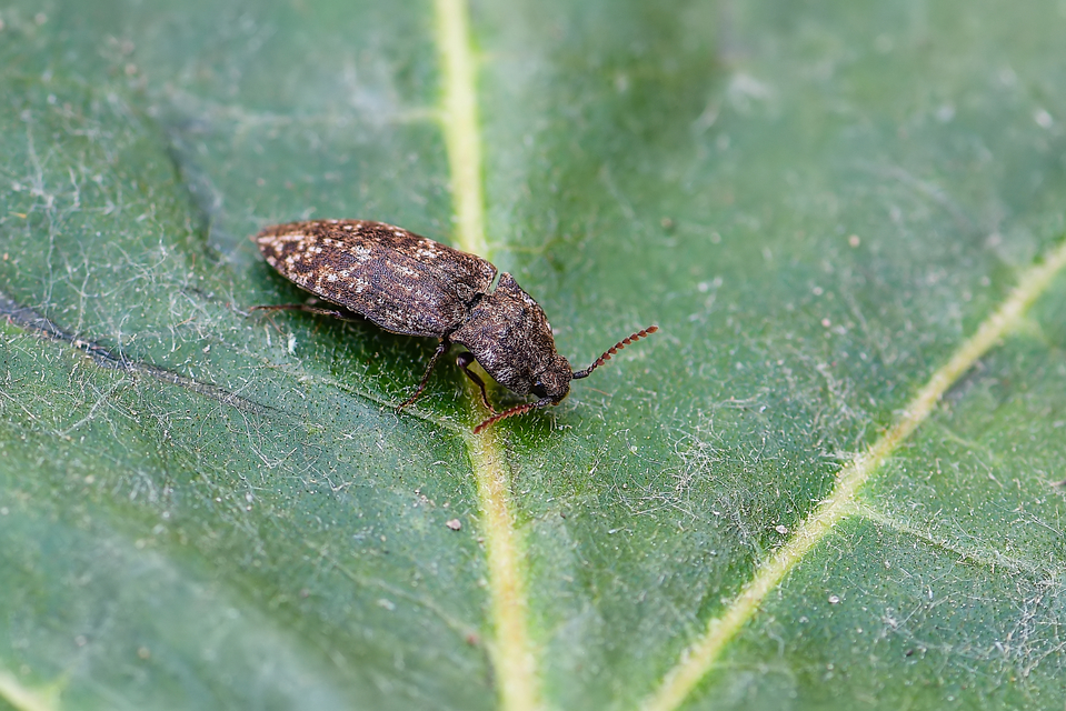 Agrypnus murinus - egérszínű pikkelyespattanó