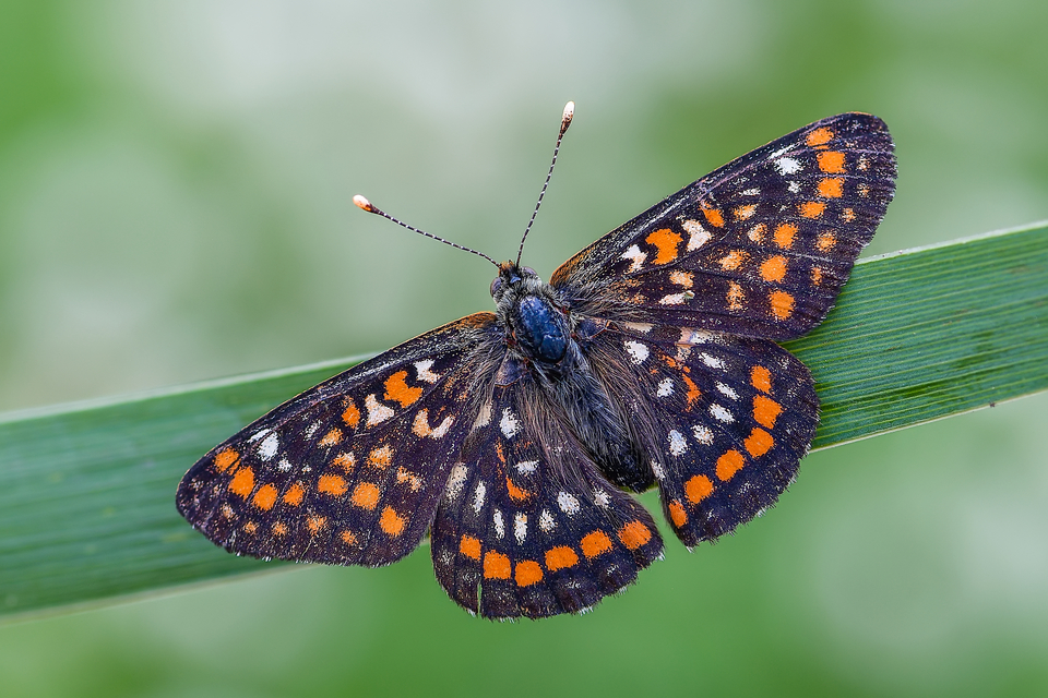 Euphydryas maturna - díszes tarkalepke