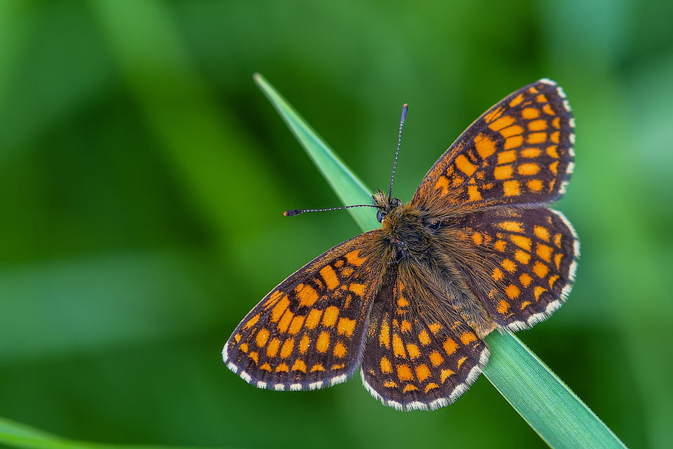 Melitaea athalia - közönséges tarkalepke