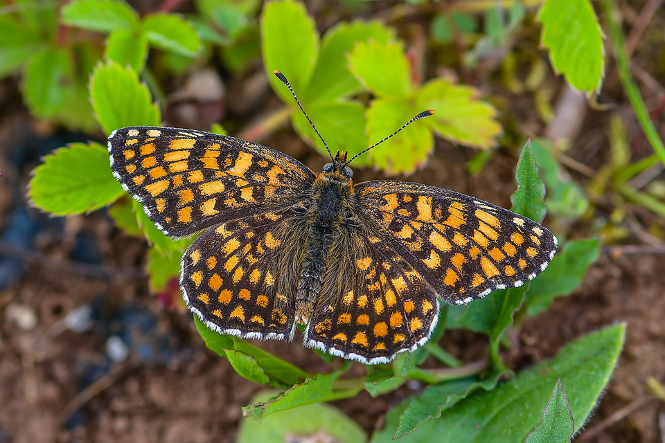 Melitaea phoebe - nagy tarkalepke