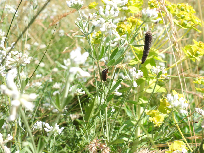 Hymenalia rufipes - rőtlábú alkonybogár