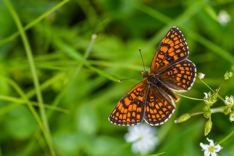Melitaea athalia - közönséges tarkalepke