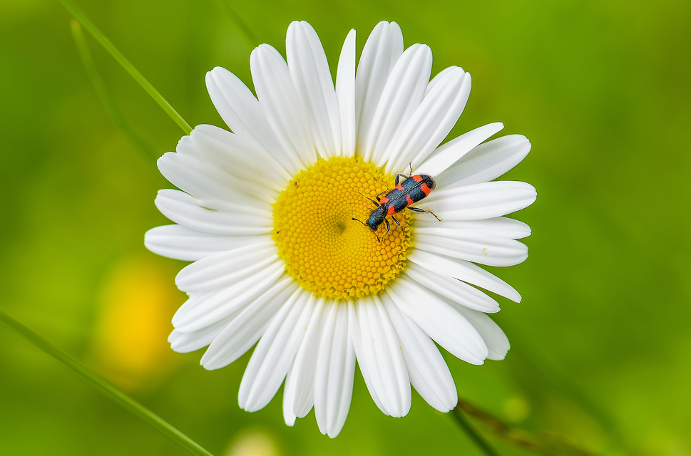 Trichodes favarius - hatfoltos méhészbogár