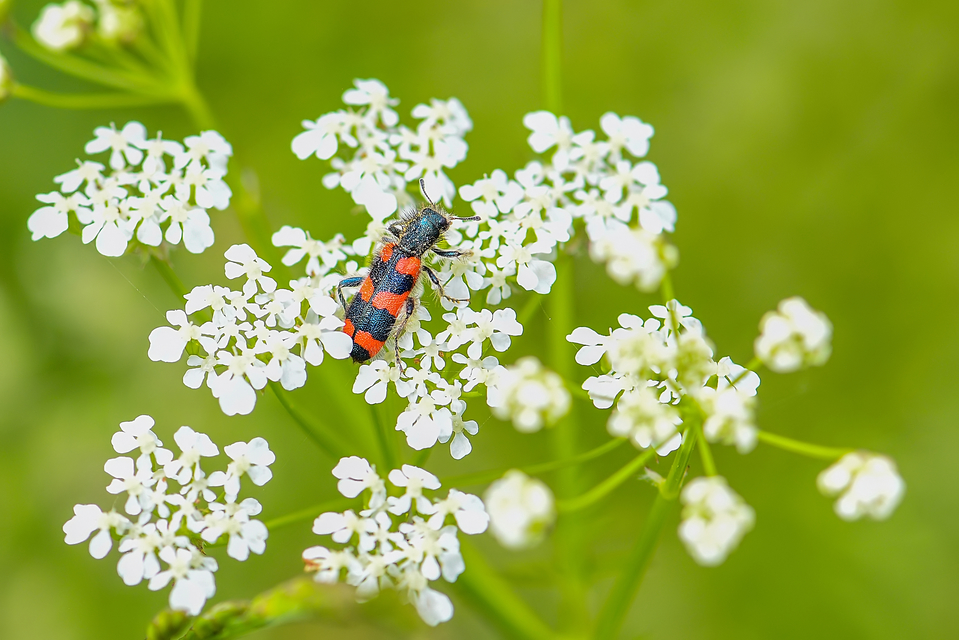 Trichodes favarius - hatfoltos méhészbogár
