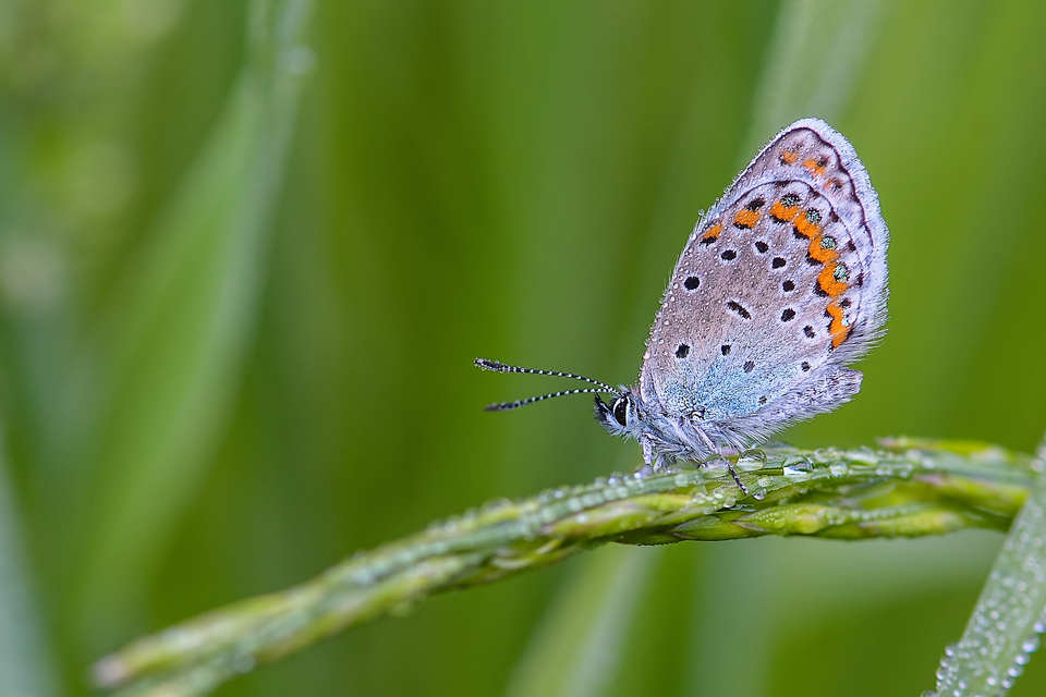 Plebejus argyrognomon - tintakék boglárka