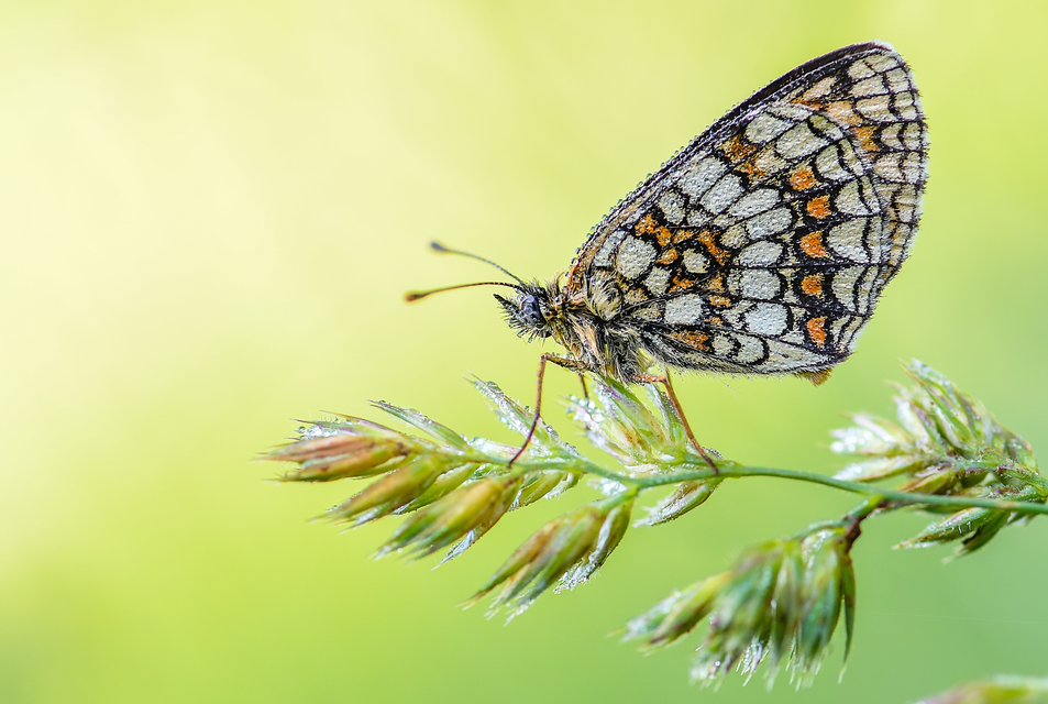 Melitaea athalia - közönséges tarkalepke