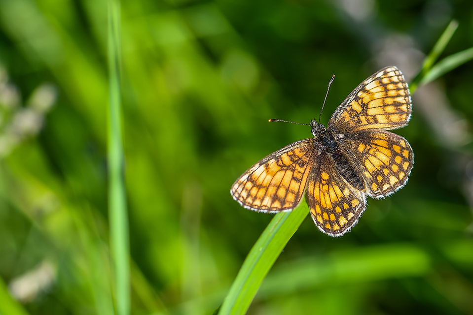 Melitaea athalia - közönséges tarkalepke